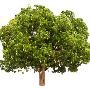 Ombú Pequeño Árbol Ornamental