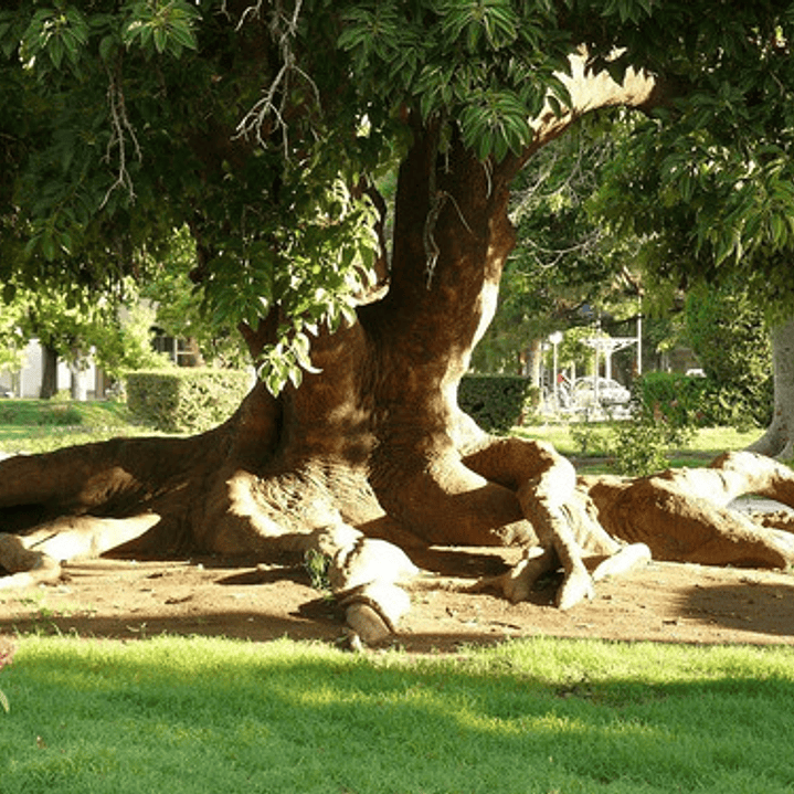 Ombú Pequeño Árbol Ornamental 2