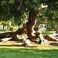 Ombú Pequeño Árbol Ornamental - Miniatura 2