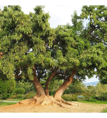 Ombú Pequeño Árbol Ornamental 3