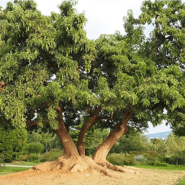 Ombú Pequeño Árbol Ornamental 3