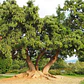 Ombú Pequeño Árbol Ornamental - Miniatura 3