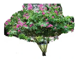 Bahuinia / Pata De Vaca Árbol Mediano Ornamental Medicinal