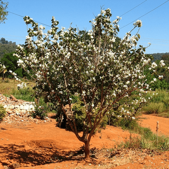 Bahuinia / Pata De Vaca Árbol Mediano Ornamental Medicinal 2