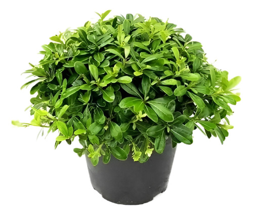 Pittosporum Tobira Pitosporo Arbusto Ornamental 1