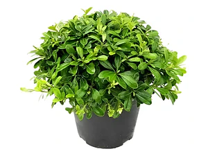 Pittosporum Tobira Pitosporo Arbusto Ornamental