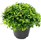 Pittosporum Tobira Pitosporo Arbusto Ornamental - Miniatura 1