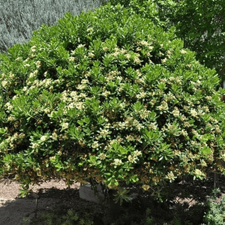Pittosporum Tobira Pitosporo Arbusto Ornamental 2
