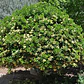 Pittosporum Tobira Pitosporo Arbusto Ornamental - Miniatura 3