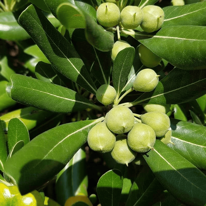 Pittosporum Tobira Pitosporo Arbusto Ornamental 3