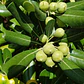 Pittosporum Tobira Pitosporo Arbusto Ornamental - Miniatura 2