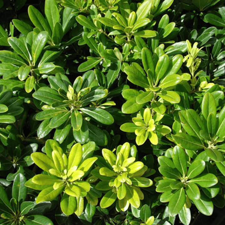 Pittosporum Tobira Pitosporo Arbusto Ornamental 4