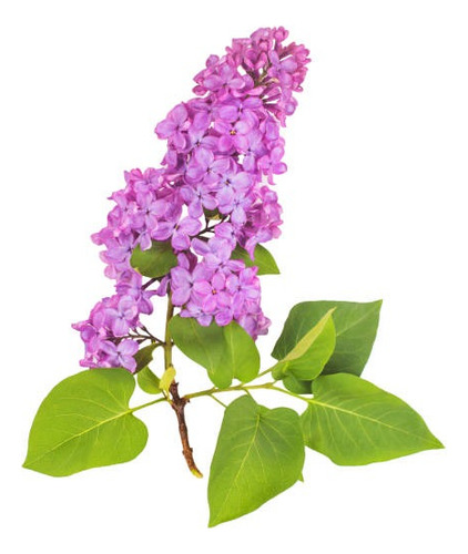 Lila Japónica Rosada Grande Arbusto Ornamental Flor 1
