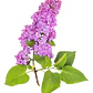 Lila Japónica Rosada Grande Arbusto Ornamental Flor - Miniatura 1