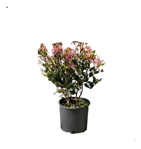 Raphiolepis Arbusto Ornamental 1
