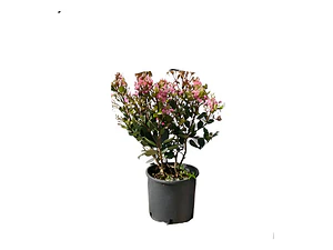 Raphiolepis Arbusto Ornamental