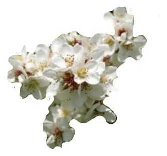 Raphiolepis Arbusto Ornamental 2