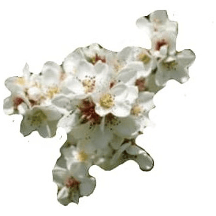 Raphiolepis Arbusto Ornamental 2