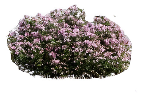 Raphiolepis Arbusto Ornamental 3