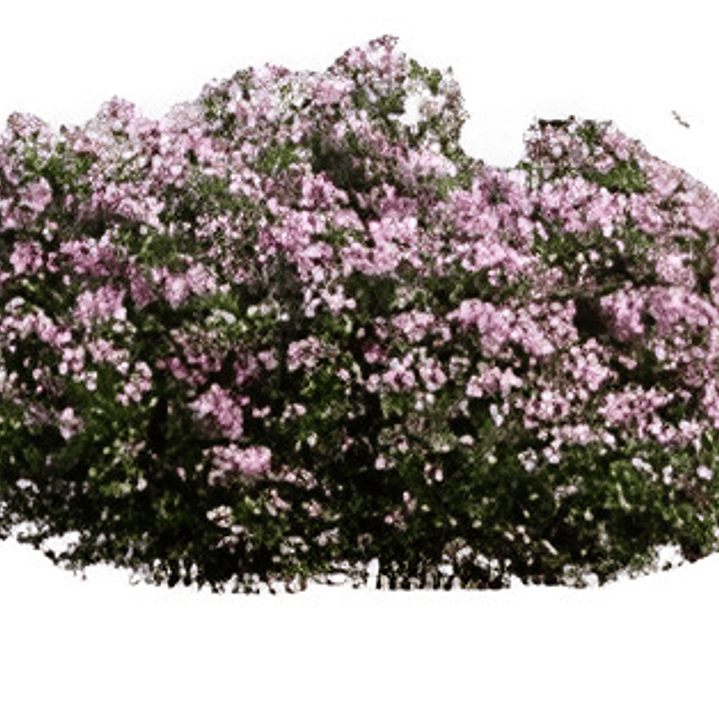 Raphiolepis Arbusto Ornamental 3