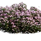 Raphiolepis Arbusto Ornamental - Miniatura 3