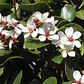 Raphiolepis Arbusto Ornamental - Miniatura 4