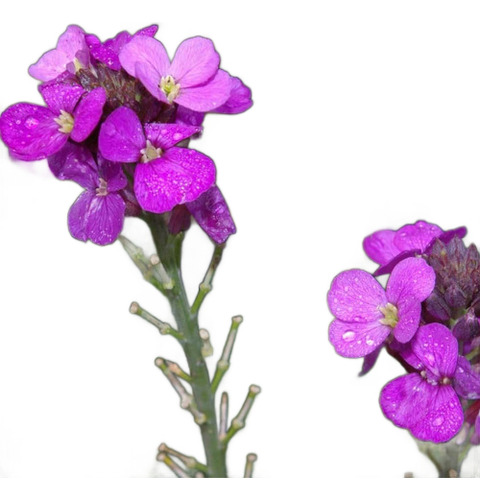 Erysimum Bowles Mauve Planta Ornamental Flor 1