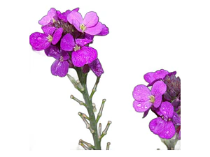 Erysimum Bowles Mauve Planta Ornamental Flor
