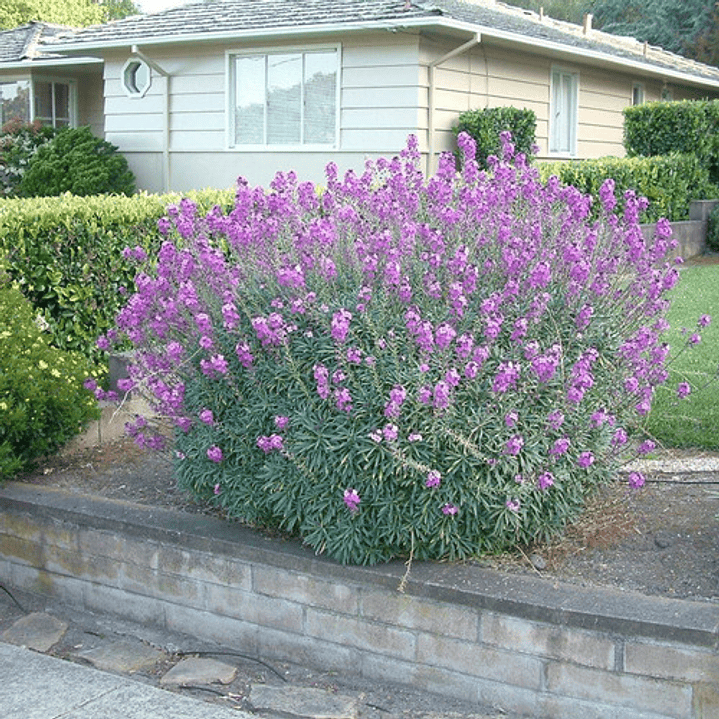 Erysimum Bowles Mauve Planta Ornamental Flor 2