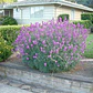 Erysimum Bowles Mauve Planta Ornamental Flor - Miniatura 2