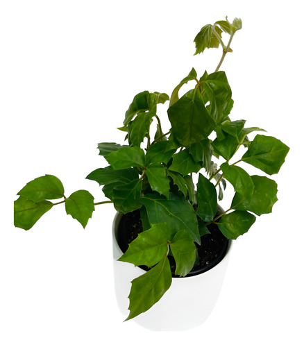Cissus Rhombifolia Planta Trepadora Pequeña 1