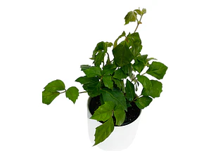 Cissus Rhombifolia Planta Trepadora Pequeña