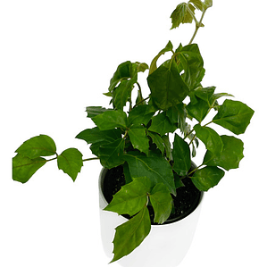 Cissus Rhombifolia Planta Trepadora Pequeña