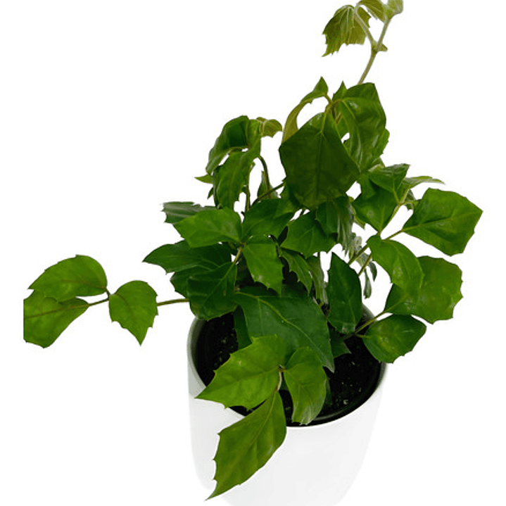 Cissus Rhombifolia Planta Trepadora Pequeña 1