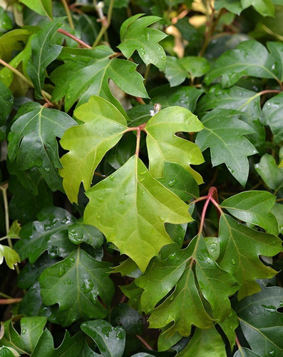 Cissus Rhombifolia Planta Trepadora Pequeña 2