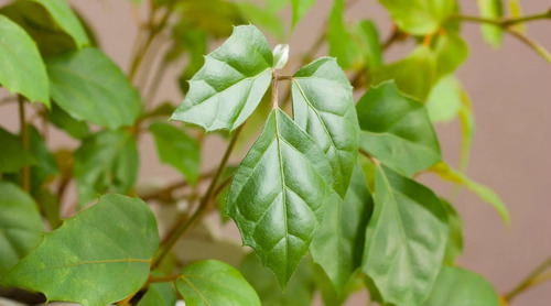 Cissus Rhombifolia Planta Trepadora Pequeña 3