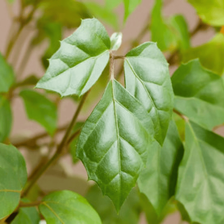 Cissus Rhombifolia Planta Trepadora Pequeña 3