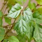 Cissus Rhombifolia Planta Trepadora Pequeña - Miniatura 3