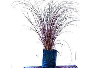 Carex Comans Bronze Gramínea
