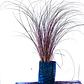 Carex Comans Bronze Gramínea - Miniatura 1