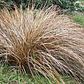 Carex Comans Bronze Gramínea - Miniatura 2