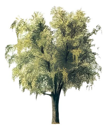 Maitén Grande 2,5 Mts Árbol Nativo Ornamental 1