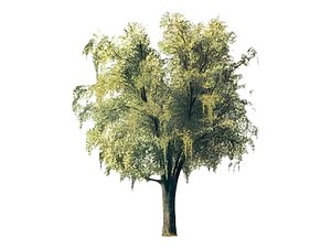 Maitén Grande 2,5 Mts Árbol Nativo Ornamental