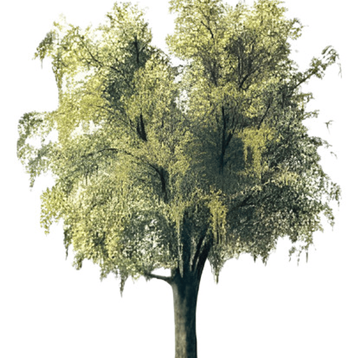 Maitén Grande 2,5 Mts Árbol Nativo Ornamental 1