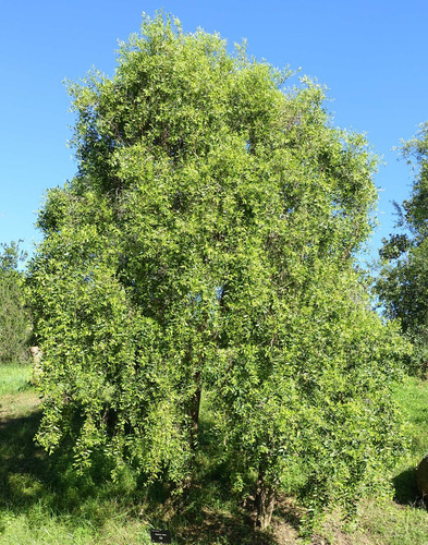 Maitén Grande 2,5 Mts Árbol Nativo Ornamental 3