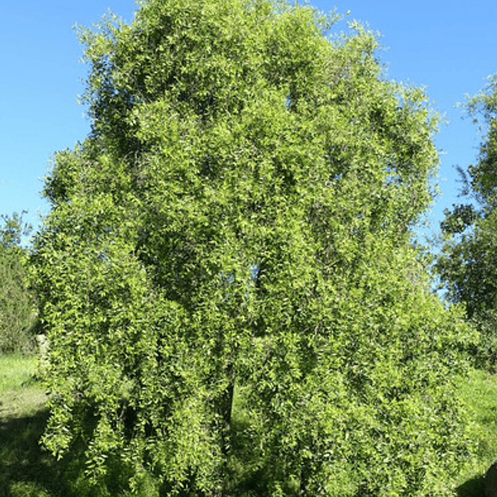 Maitén Grande 2,5 Mts Árbol Nativo Ornamental 3