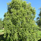 Maitén Grande 2,5 Mts Árbol Nativo Ornamental - Miniatura 3