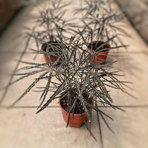 Aralia Elegantissima Planta Interior