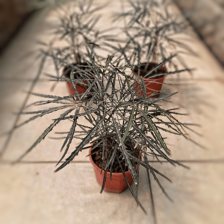 Aralia Elegantissima Planta Interior 1