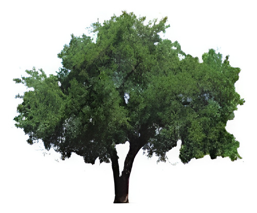 Quillay Grande 2,3 Mts Quillaja Saponaria Árbol Nativo 1